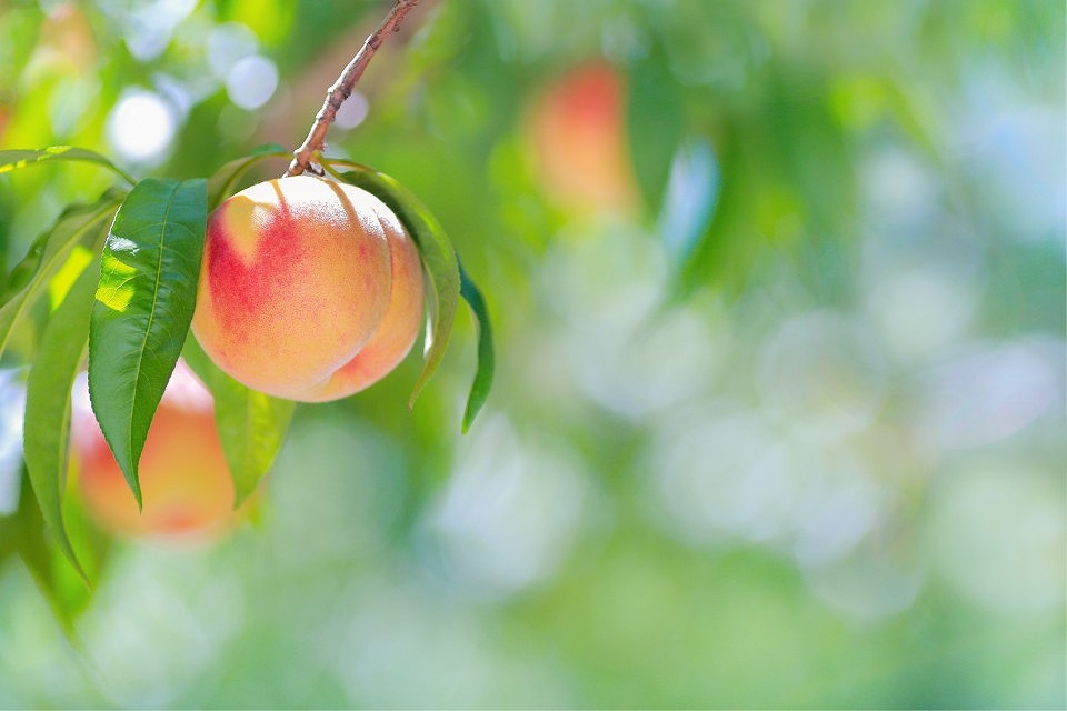AdobeStock_219107046-960x640